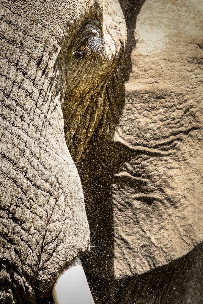 Elephant — Rebecca Bennett wildlife photography